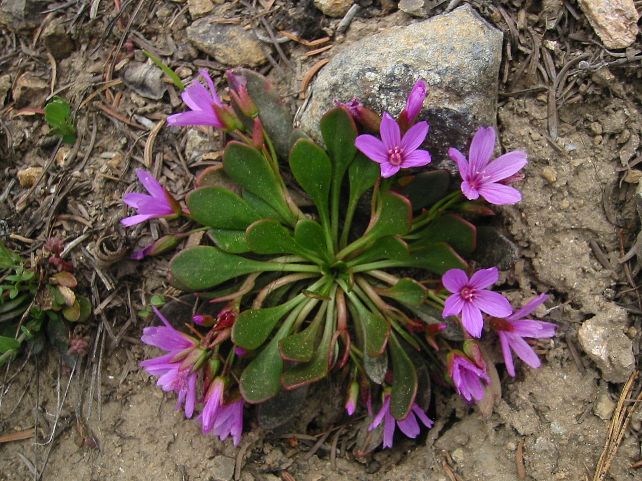 Claytonia megarhiza, alpine spring beauty