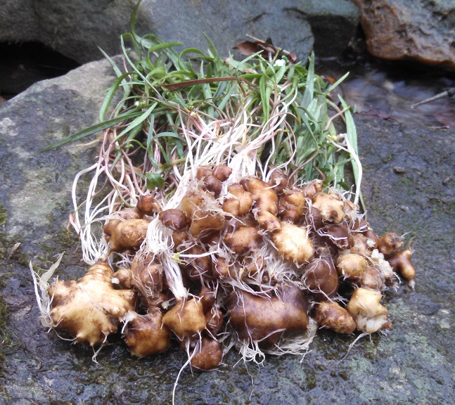 A springtime meal with Claytonia