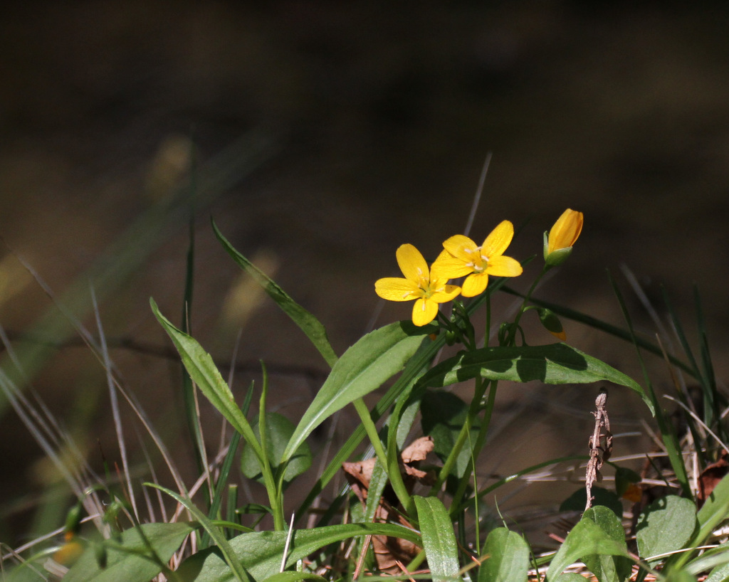 Yellow spring beauty, Claytonia virginica var. hammondiae