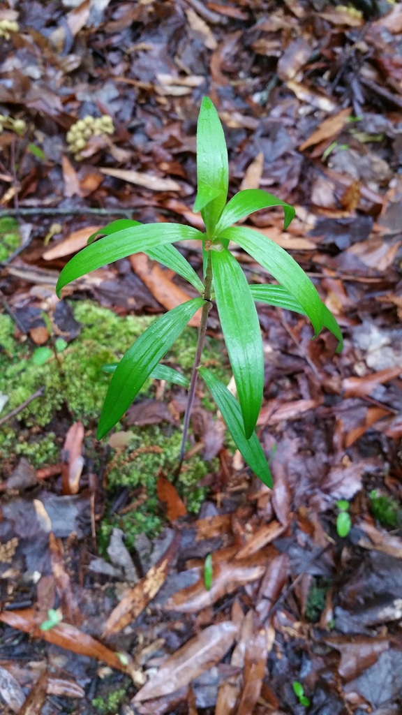 Lilium canadense 3rd (?) year seedling