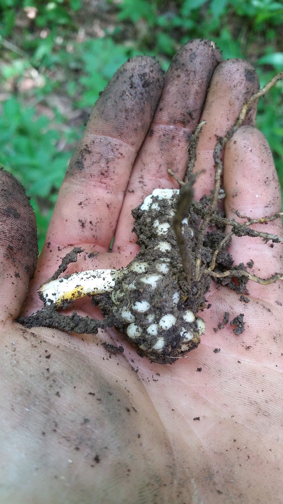 Canada lily corm displaying cormlets