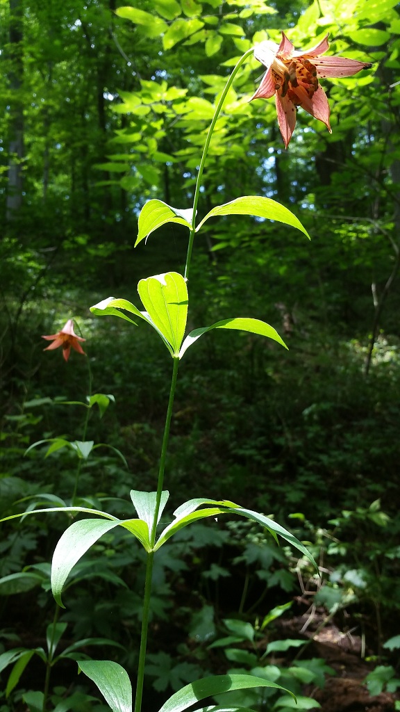 Canada lily, Lilium canadense