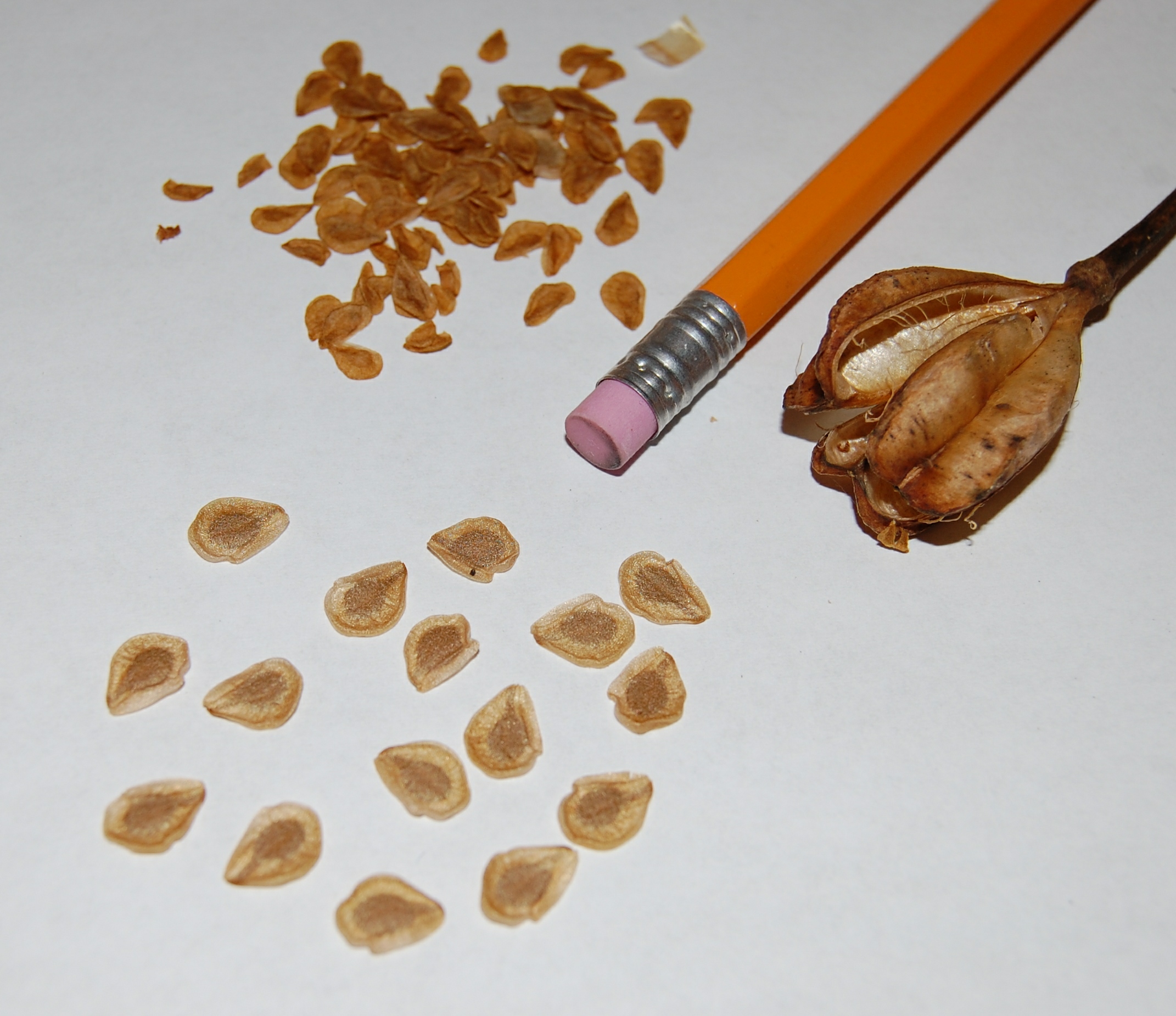 Carolina lily seeds