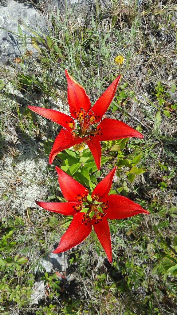 Prairie lily, Lilium philadelphicum