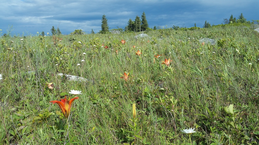 Prairie lilies at Dolly Sods