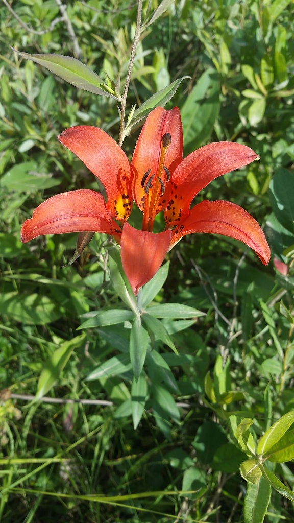 Lilium philadelphicum in flower