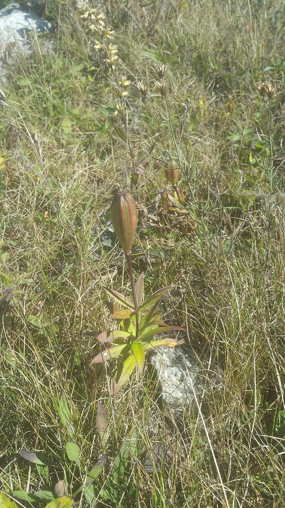 Lilium philadelphicum seedpod ripening