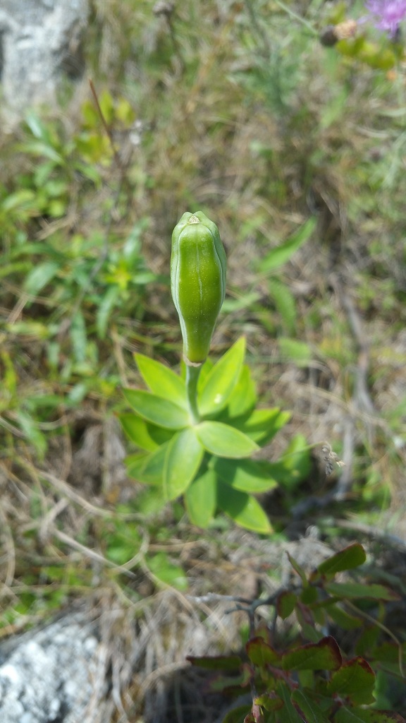 Lilium philadelphicum seedpod early formation