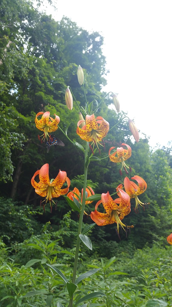 Turk's cap lily, Lilium superbum