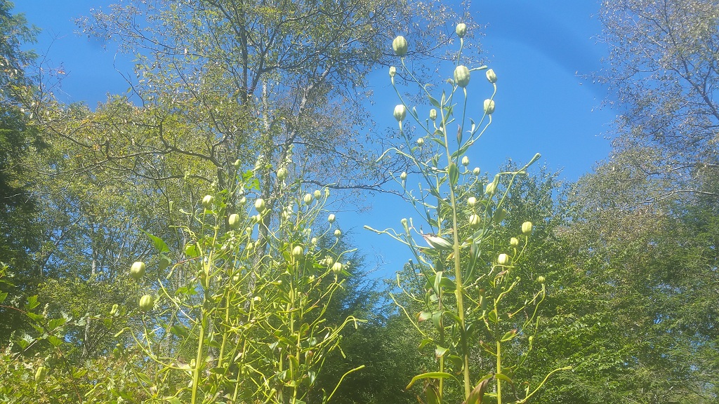 Seedpods of Lilium superbum