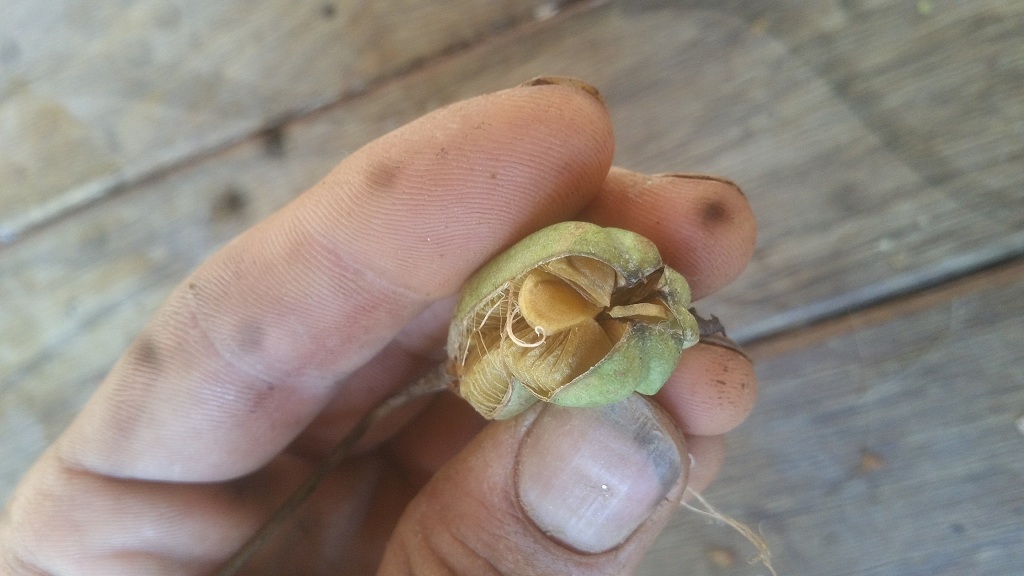 Turk's cap lily seeds in the pods