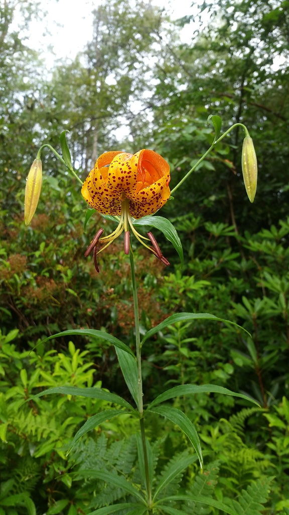 Turk's cap lily, Lilium superbum