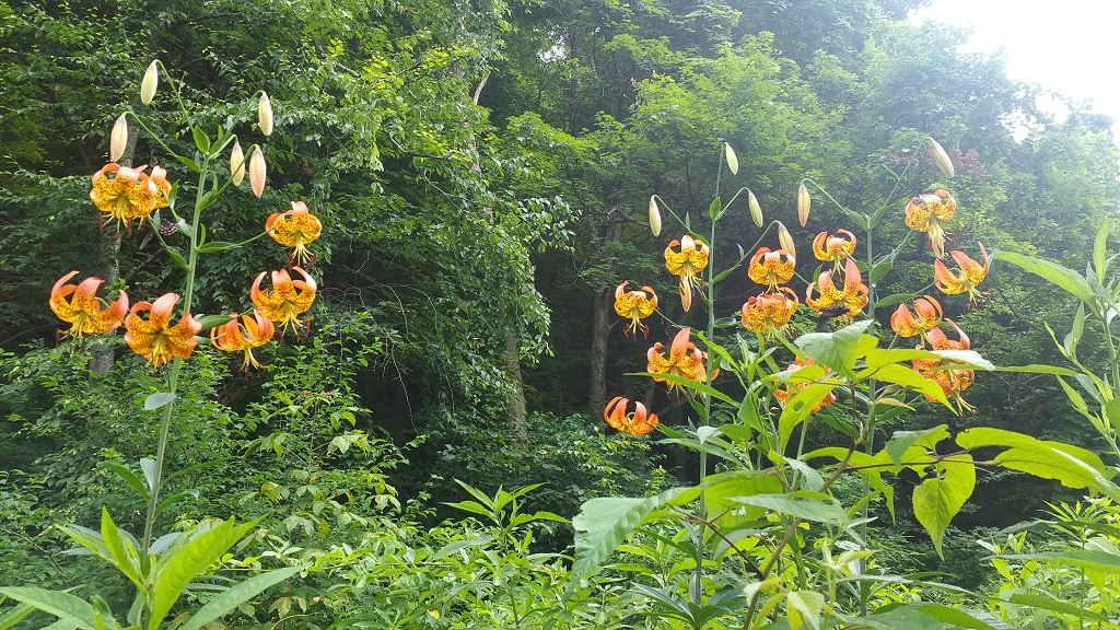 Turk's cap lilies, Lilium superbum