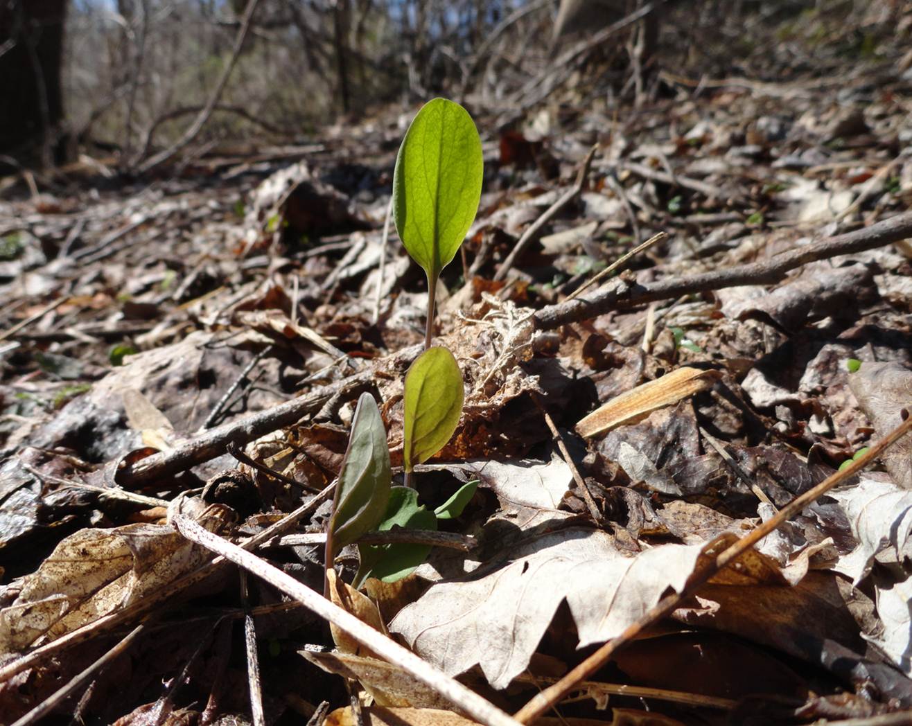 Mertensia virginica seedling