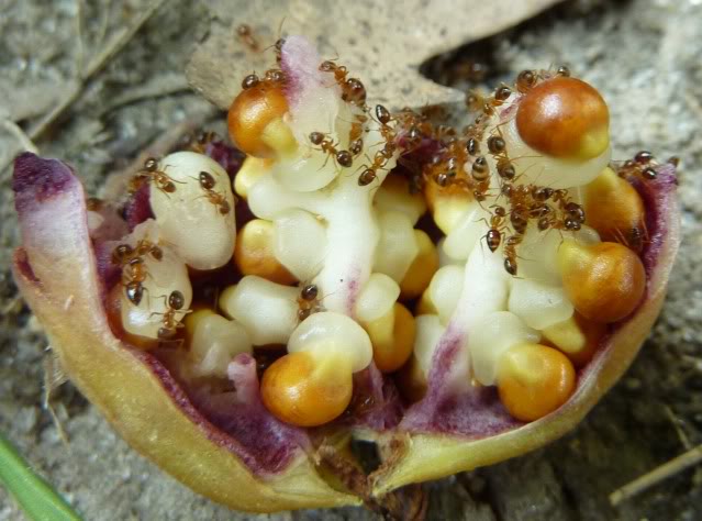 Myrmechocory, ants of Trillium seed