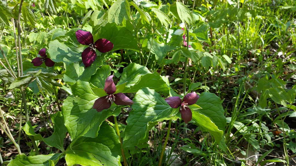 Trillium erectum growing along the Susquehanna