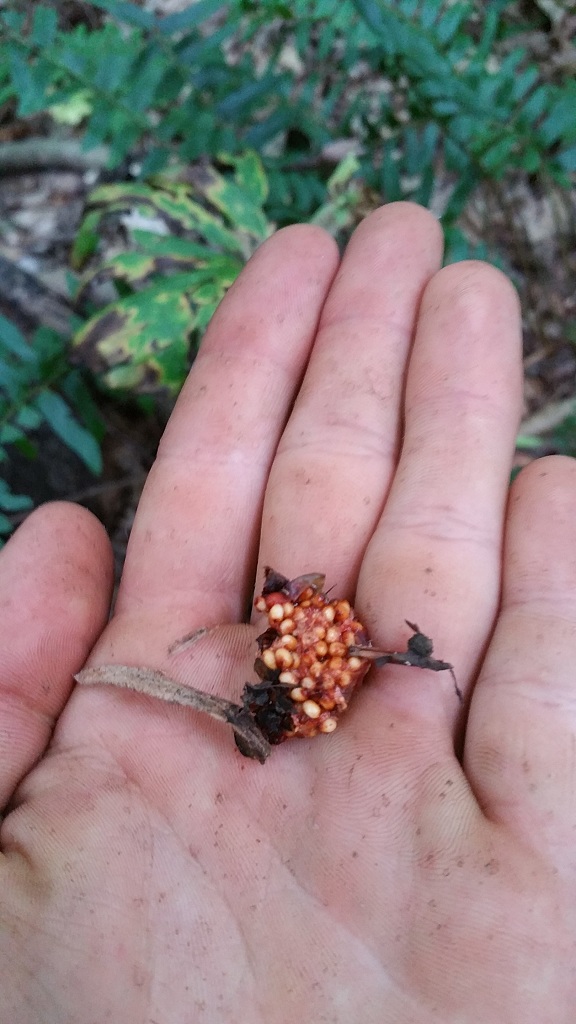 Seeds inside the fruit of Trillium erectum