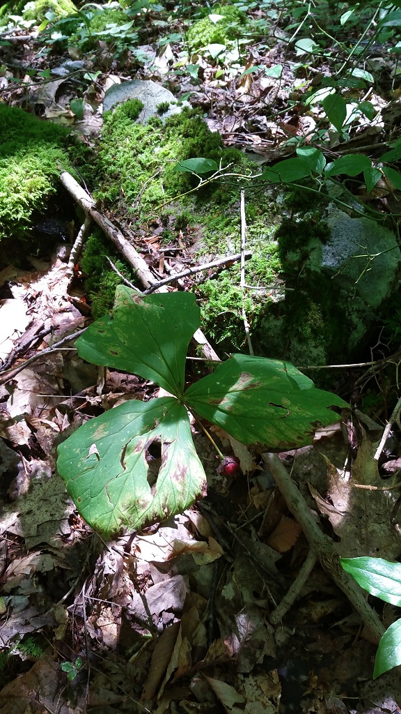 Trillium erectum gone to seed