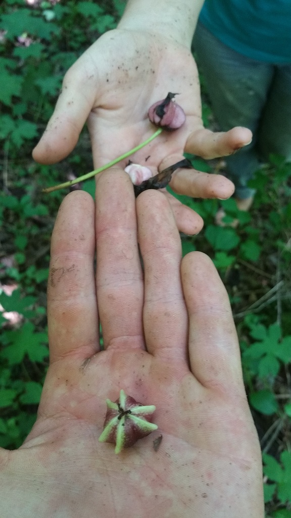 Trillium fruits