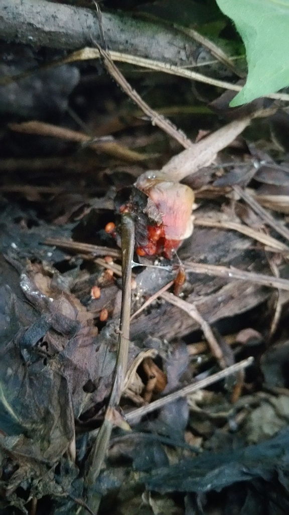 Trillium seed spilled upon the ground