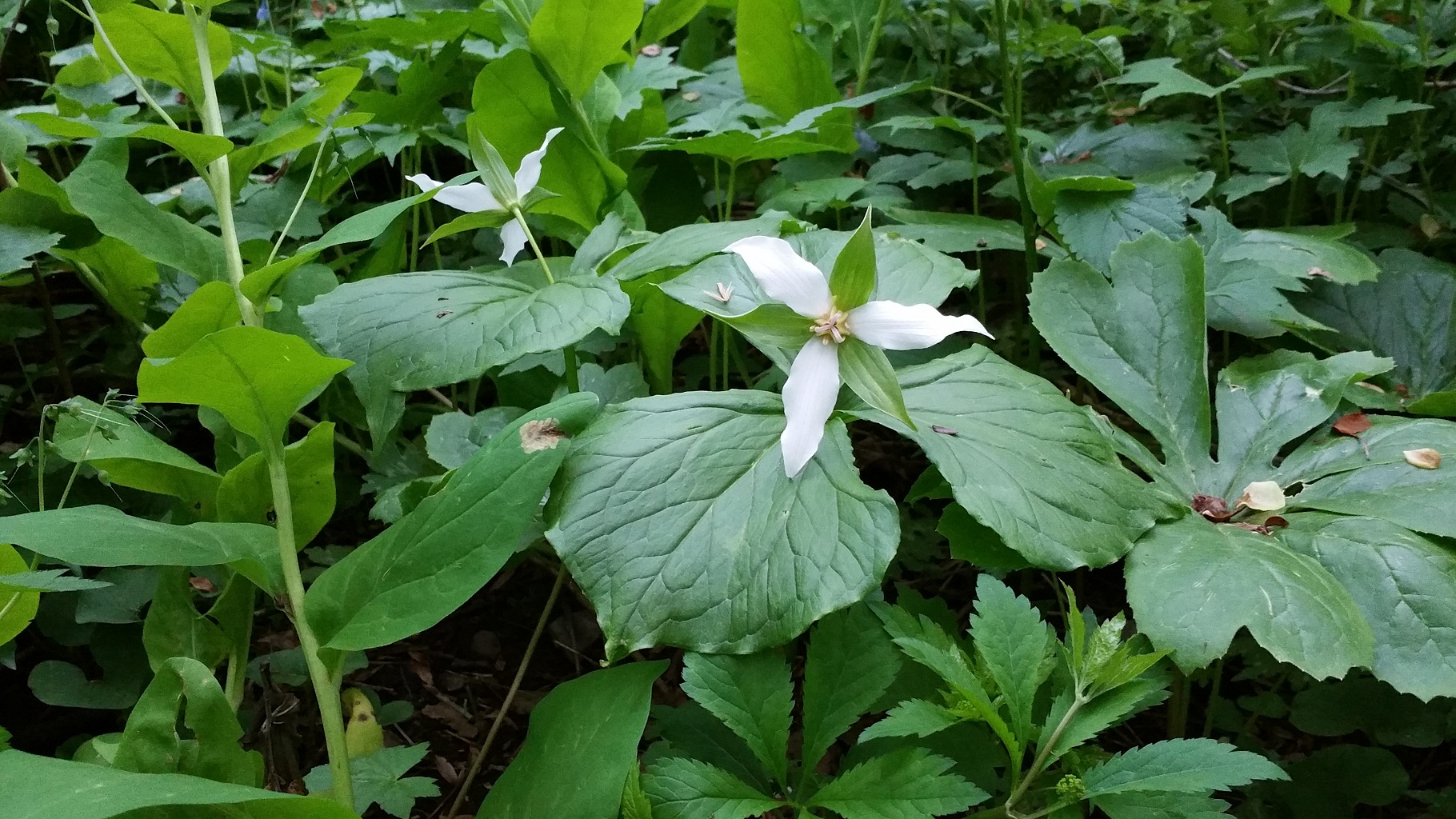 Trillium hybrid along Susquehanna