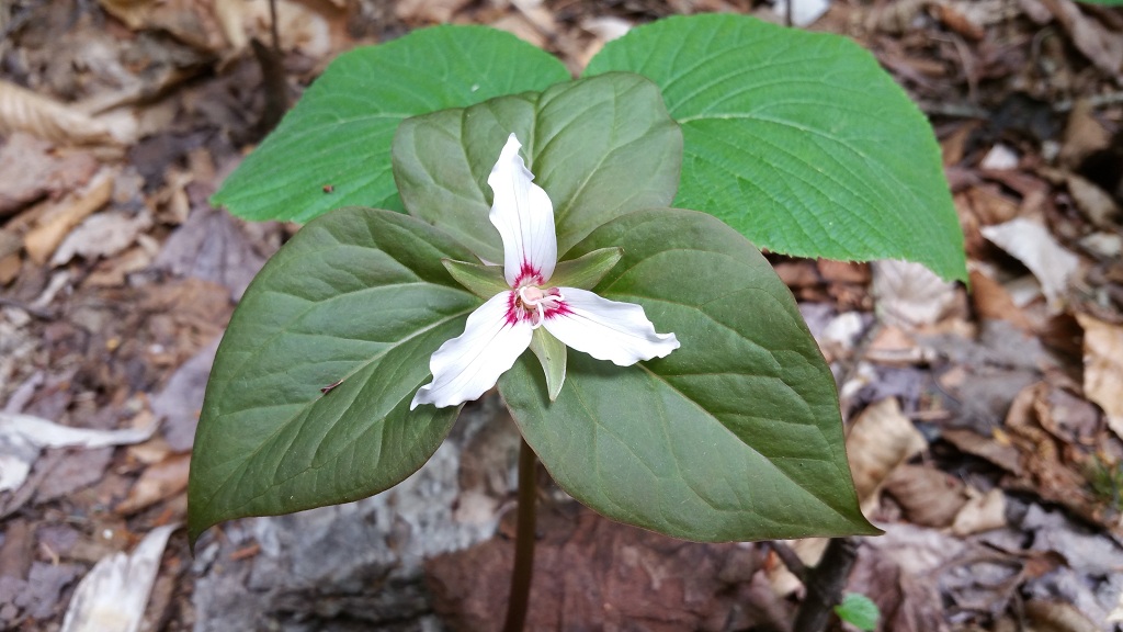 Painted trillium, Trillium undulatum