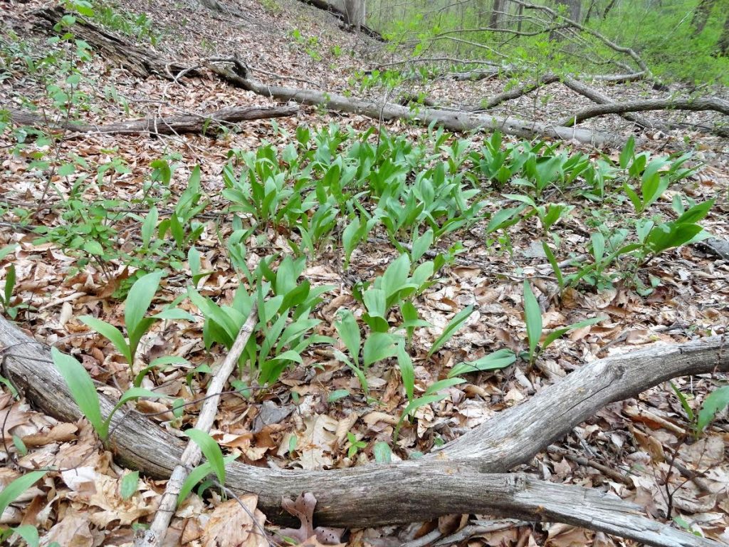 Seed-grown wild ramp patch started in 2010 by Dale Hendricks of Green Light Plants. Picture from 2017.
