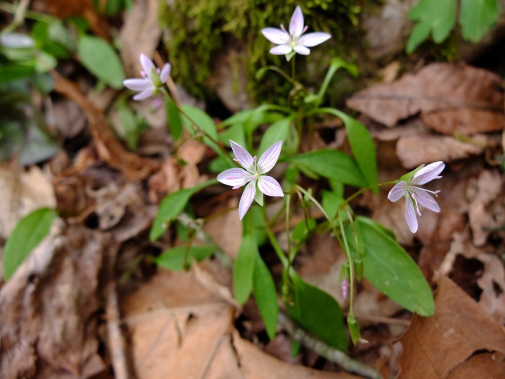 Carolina spring beauty, Claytonia caroliniana, at The Pocket on Pigeon Mountain in Georgia.