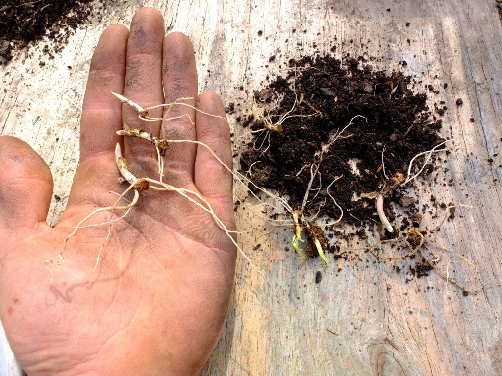 Propagation of Allium tricoccum from leftover rhizomes which were removed from their bulbs.