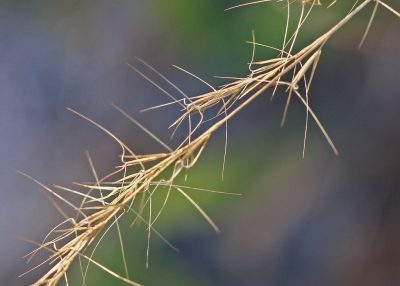 Aristida beyrichiana, "three-awn wiregrass," a dominant species of longleaf pine savannas. Photo by Mary Keim.