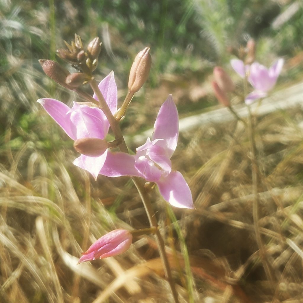 One of the earliest flowering pine pink orchids, Bletia purpurea. Orchidaceae.