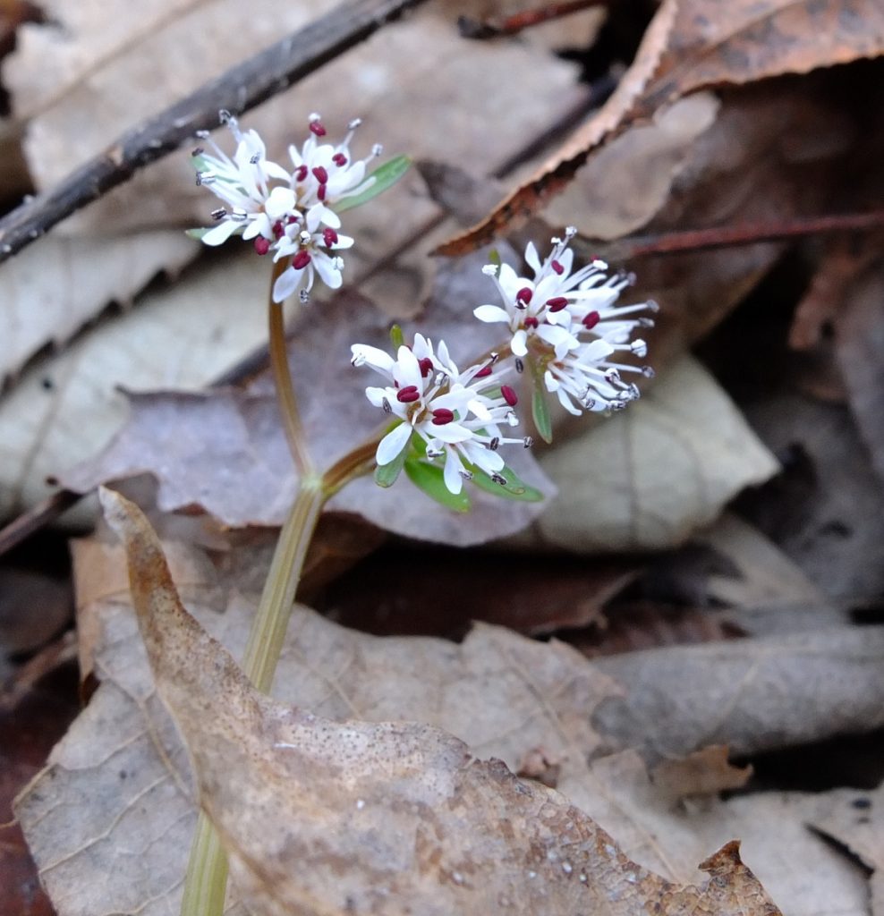 The umbelliferous flowers of Erigenia bulbosa