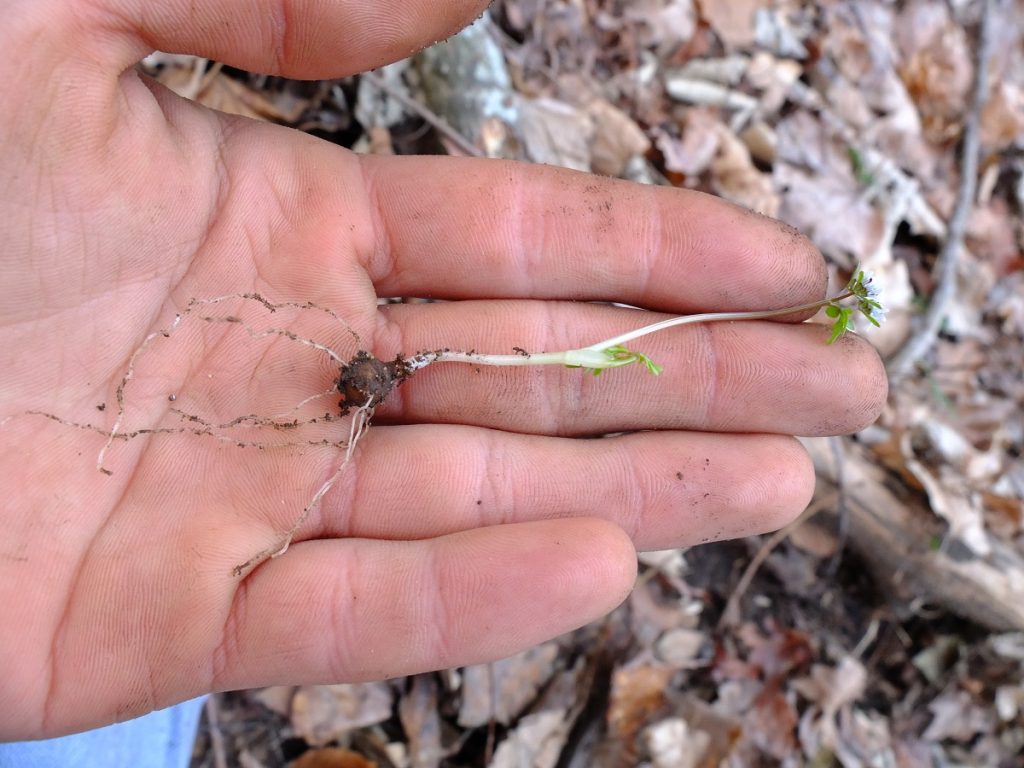 A smaller specimen of Erigenia bulbosa.