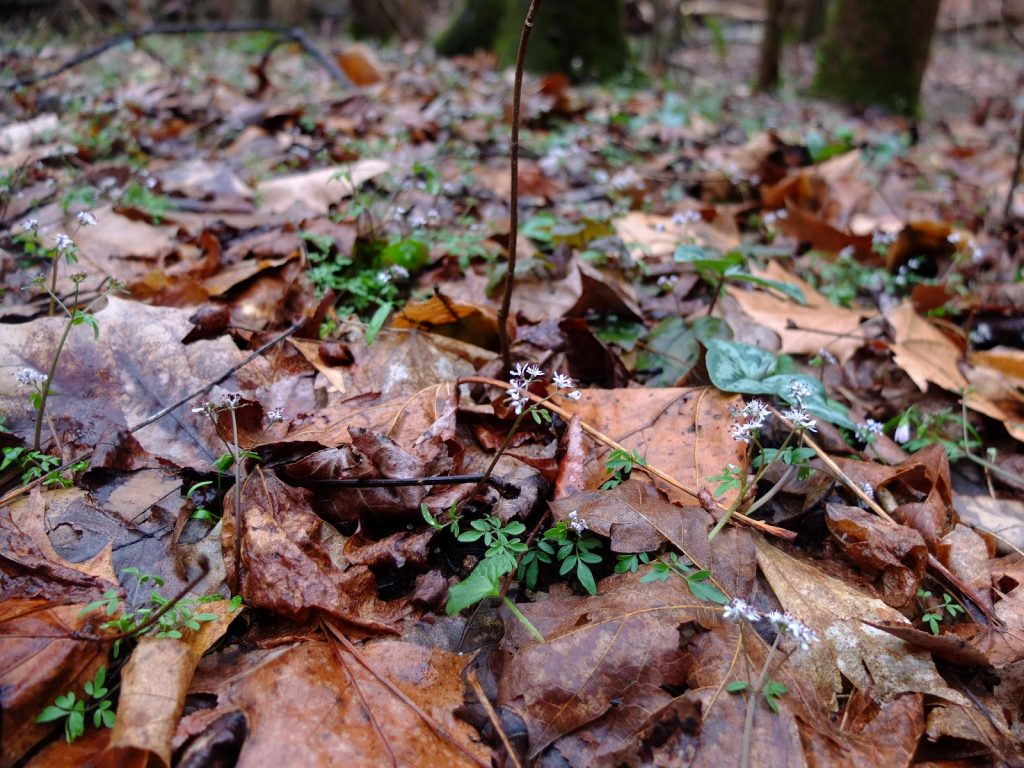 Erigenia bulbosa forms into loose colonies that cover the ground.