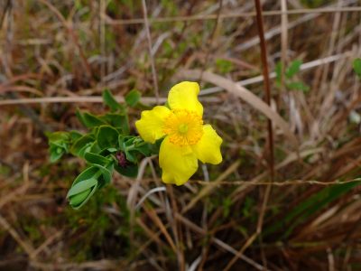 St. John's Wort, Hypericum tetrapetalum. Hypericaceae.