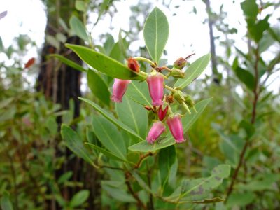 Fetterbush, staggerbush, Lyonia lucida. Heath family, Ericaceae.