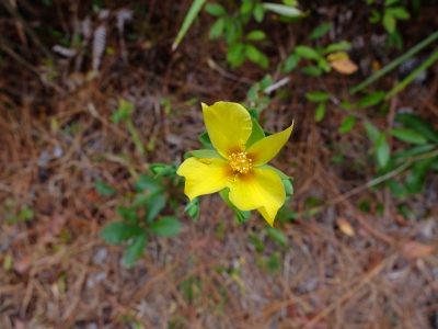 A Hypericum species, perhaps Hypericum edisonianum. St. John's Wort family, Hypericaceae.