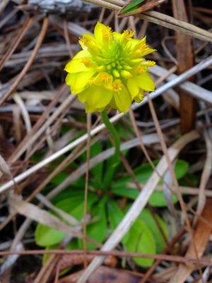 Yellow milkwort, Polygala rugelii. Milkwort family, Polygalaceae.