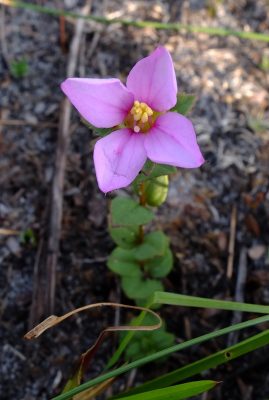 Nuttall's meadow beauty, Rhexia nuttallii