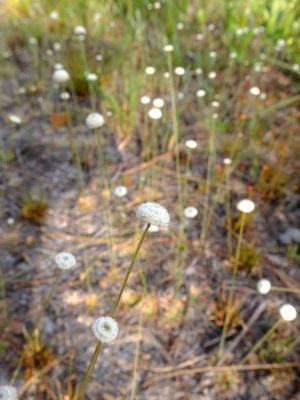 Yellow hatpins, Syngonanthus flavidulus. Hatpin family, Eriocaulaceae.