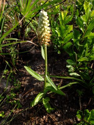 Coastal blackroot, Pterocaulon pycnostachyum. A relative of rabbit tobacco, the tuberous root yield a poisonous black sap, and the leaves of the plant have been used as an herbal smoke and contain coumarins. Sunflower family, Asteraceae.