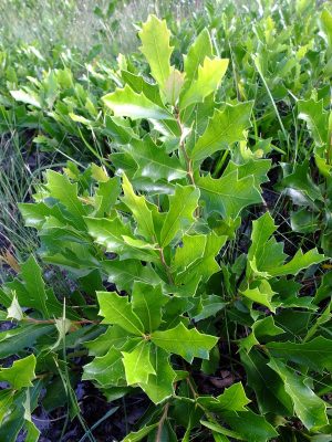 Quercus minima, "dwarf live oak." The roots are stoloniferous and run along the ground forming a groundcover of highly clonal plants.