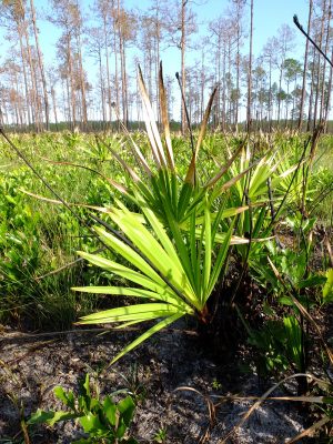 Serenoa repens, "saw palmetto"