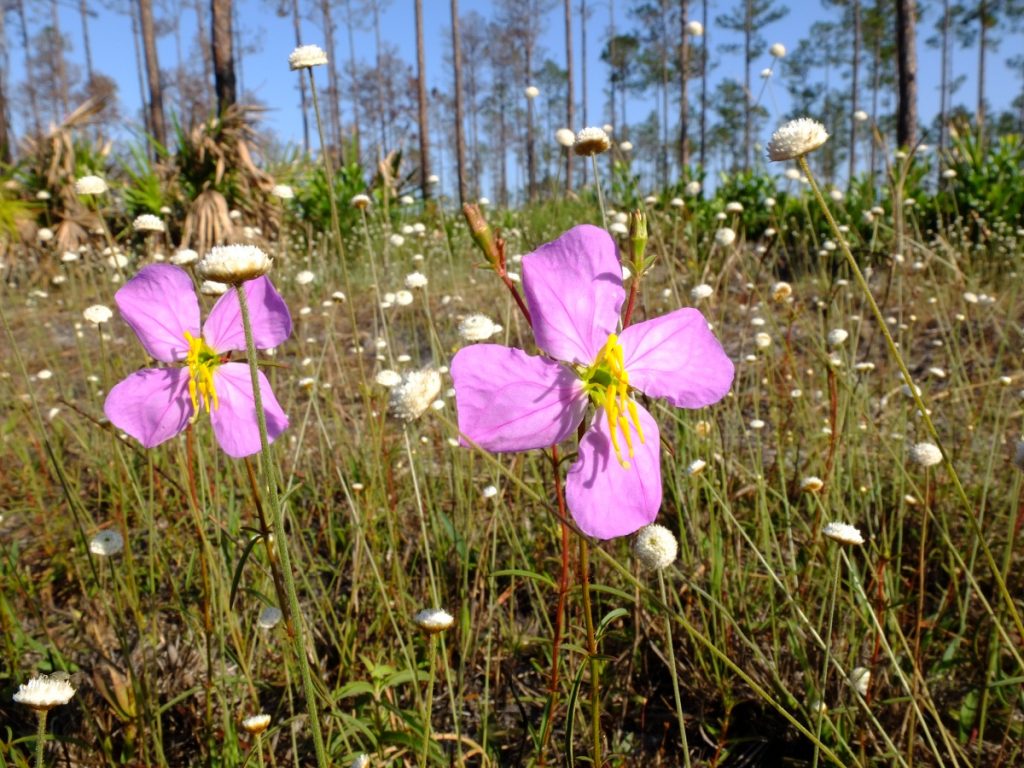 Meadow beauty (Rhexia mariana) and yellow hatpins (Syngonanthus flavidulus)