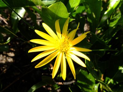 Narrowleaf silkgrass, Pityopsis graminifolia. Asteraceae.