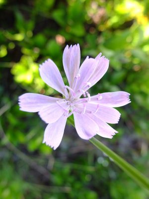 Lygodesmia aphylla, "rose rush."