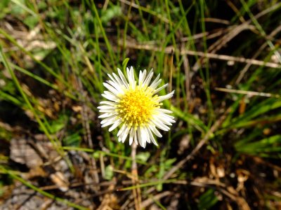 Early whitetop fleabane, Erigeron vernus. Asteraceae.