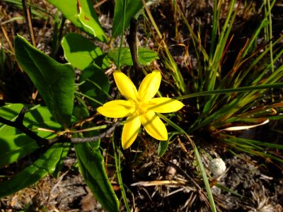 Yellow star-grass, Hypoxis juncea, family Hypoxidaceae.