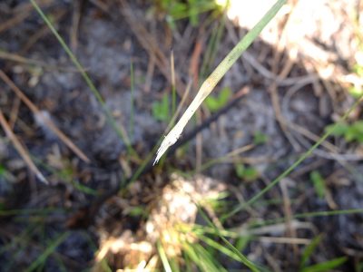 Chewing the base of toothache grass produces a numbing sensation, and it also tastes good!