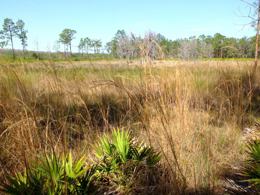 Savanna grasses made of bluestem (Andropogon spp.) and little bluestem (Schizachyrium spp.).